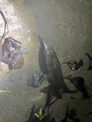 Gobiomorus maculatus