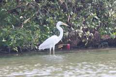 Ardea alba