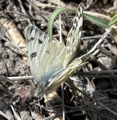 Pontia occidentalis