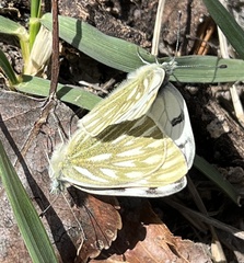 Pontia occidentalis