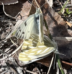 Pontia occidentalis