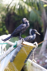 Phalacrocorax fuscicollis