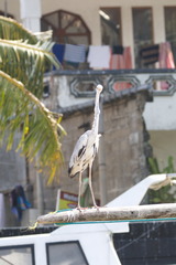 Ardea cinerea