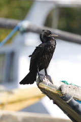 Phalacrocorax fuscicollis