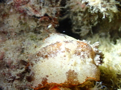 Aphelodoris