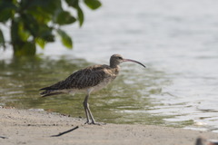 Numenius phaeopus