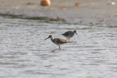 Tringa totanus