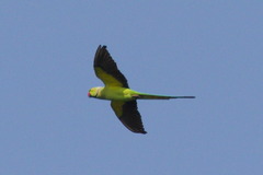Psittacula krameri