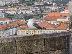 Larus michahellis
