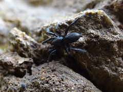 Drassyllus