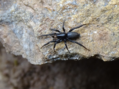 Drassyllus