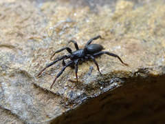 Drassyllus