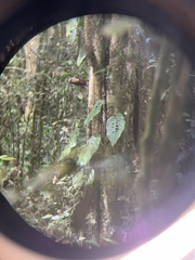 Monstera siltepecana