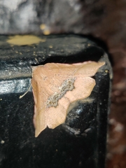 Garaeus apicata