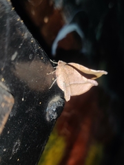 Garaeus apicata