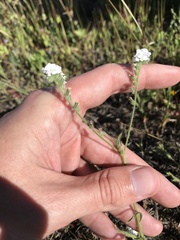 Cryptantha intermedia intermedia