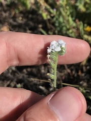 Cryptantha intermedia intermedia