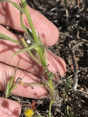 Cryptantha intermedia intermedia