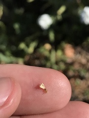 Cryptantha intermedia intermedia