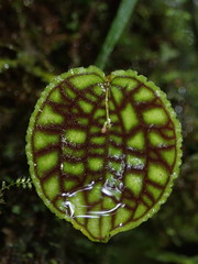 Lepanthes calodictyon