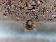 Syrphus