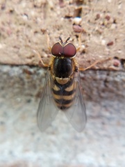Syrphus