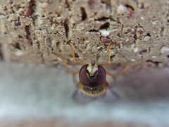 Syrphus