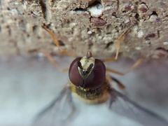 Syrphus