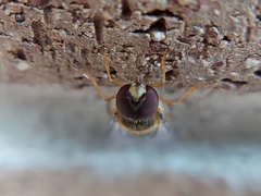Syrphus
