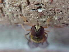 Syrphus