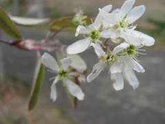 Amelanchier canadensis