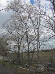 Amelanchier canadensis