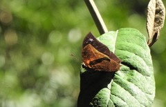 Memphis moruus