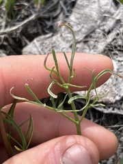 Lomatium piperi