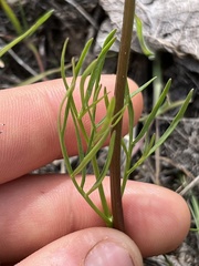 Lomatium piperi