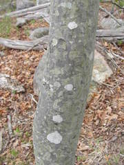 Amelanchier canadensis