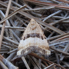 Pseudozarba bipartita