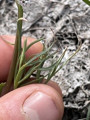 Lomatium piperi