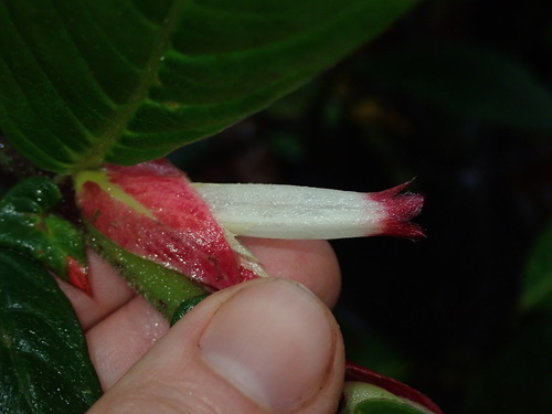 Image of Columnea Albovinosa (Columnea albovinosa) by (c) Nolan Exe, some rights reserved (CC BY)