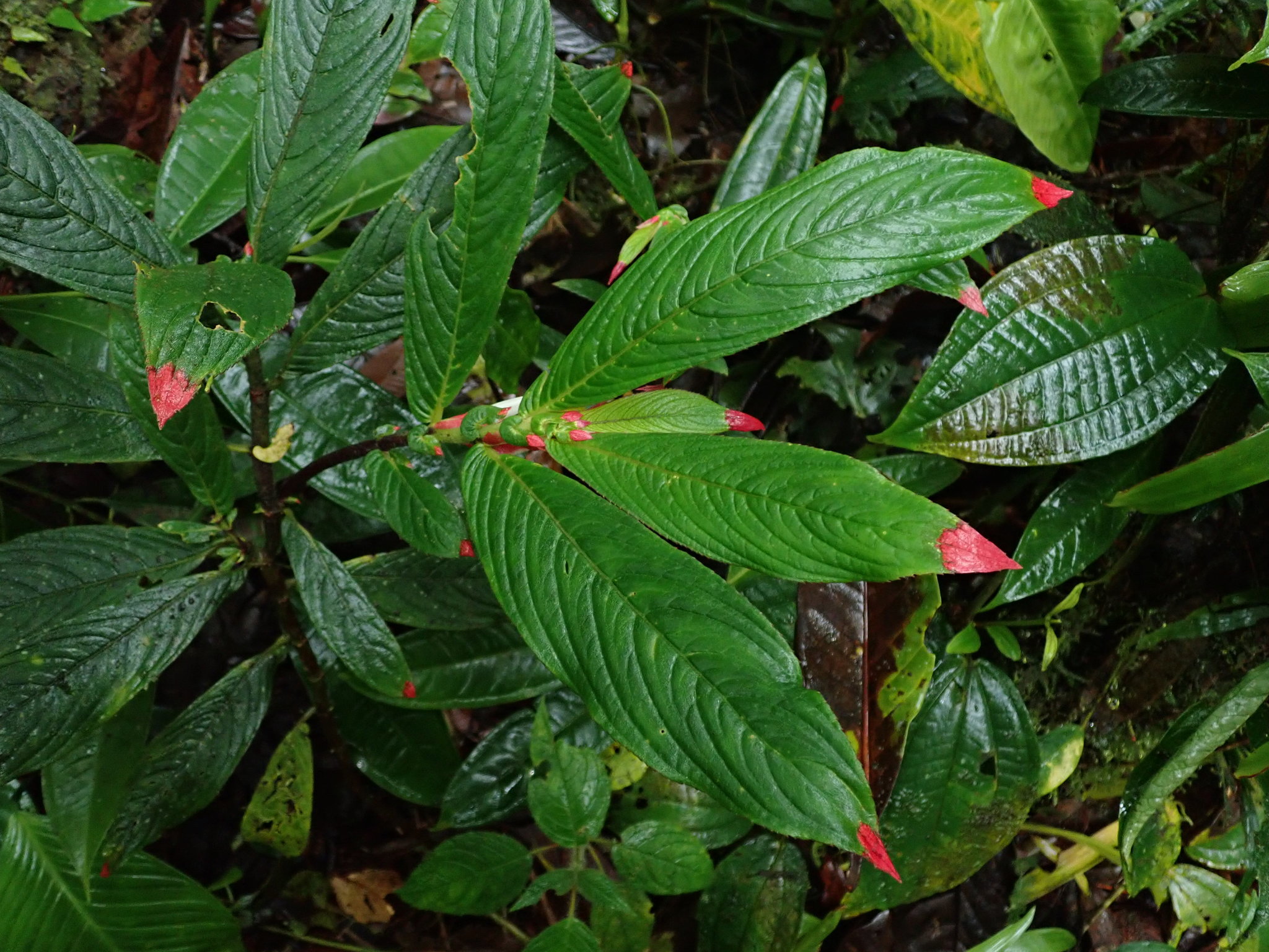 Columnea albovinosa
