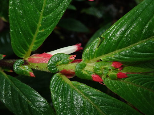 Image of Columnea Albovinosa (Columnea albovinosa) by (c) Nolan Exe, some rights reserved (CC BY)