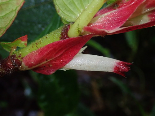 Image of Columnea Albovinosa (Columnea albovinosa) by (c) Nolan Exe, some rights reserved (CC BY)