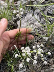 Lomatium piperi