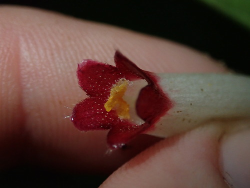 Image of Columnea Albovinosa (Columnea albovinosa) by (c) Nolan Exe, some rights reserved (CC BY)