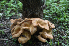 Desarmillaria caespitosa image