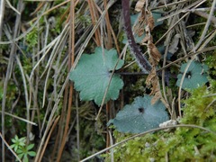 Cardamine flagellifera