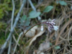 Cardamine flagellifera