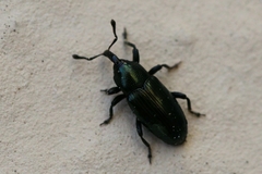 Aulacobaris