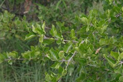 Afrocanthium