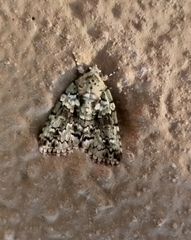 Blenina squamifera
